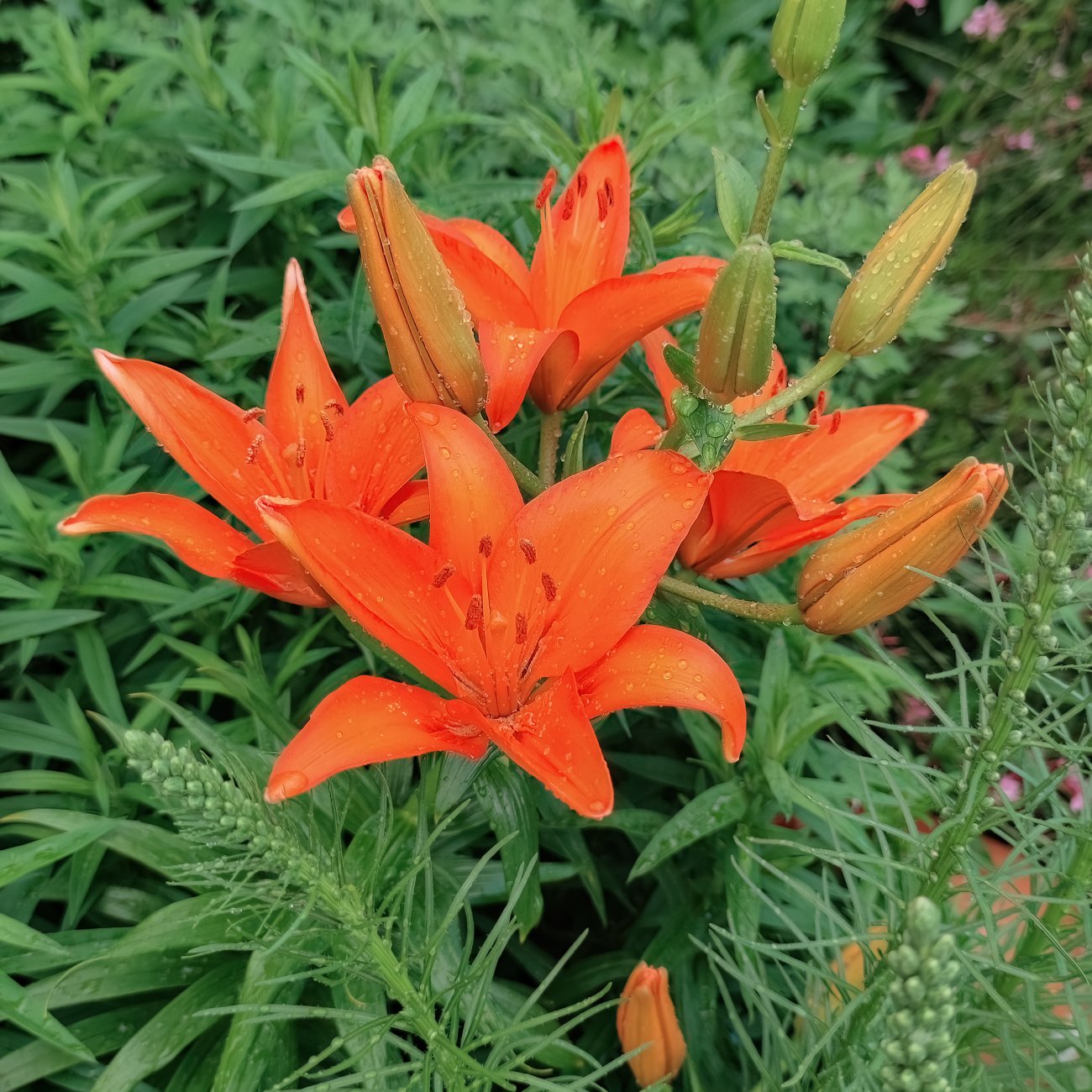 Obrázok Ľalia ázijská (Lilium asiatic) ´ORANŽOVÁ -1 cibuľka v kvetináči
